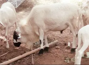 Ram and Goats
