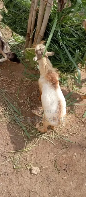 Big Male Goat