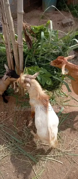 Big Male Goat