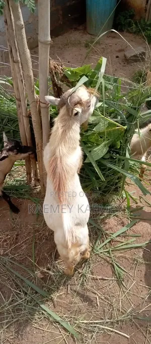 Big Male Goat