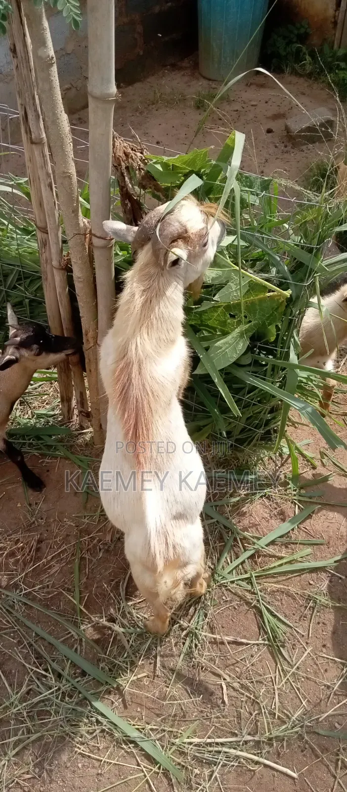 Big Male Goat