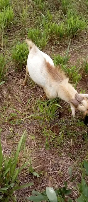 Big Male Goat