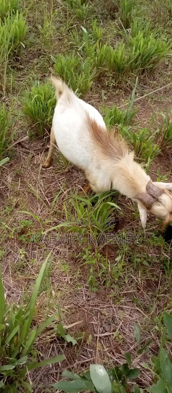 Big Male Goat