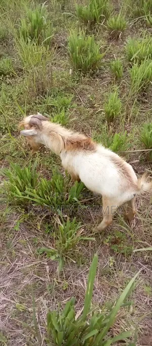 Big Male Goat