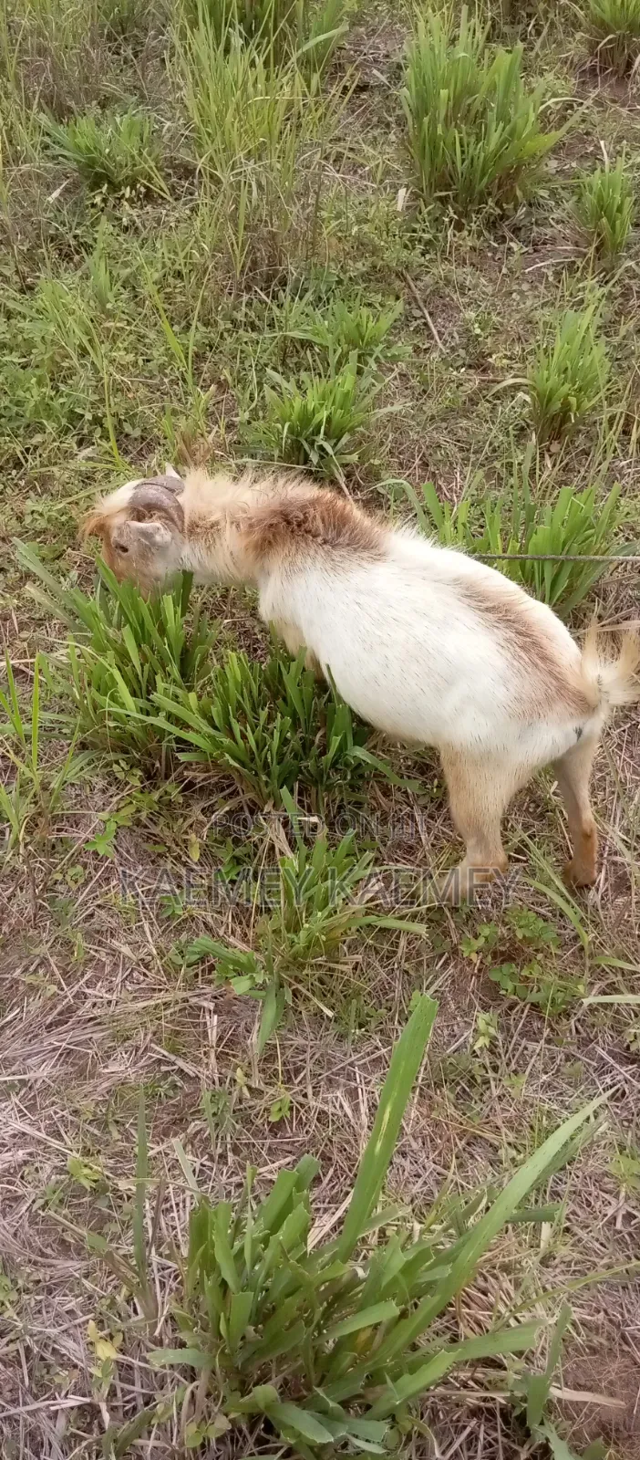 Big Male Goat