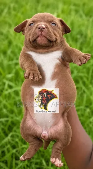 1-3 months Male Purebred American Bully
