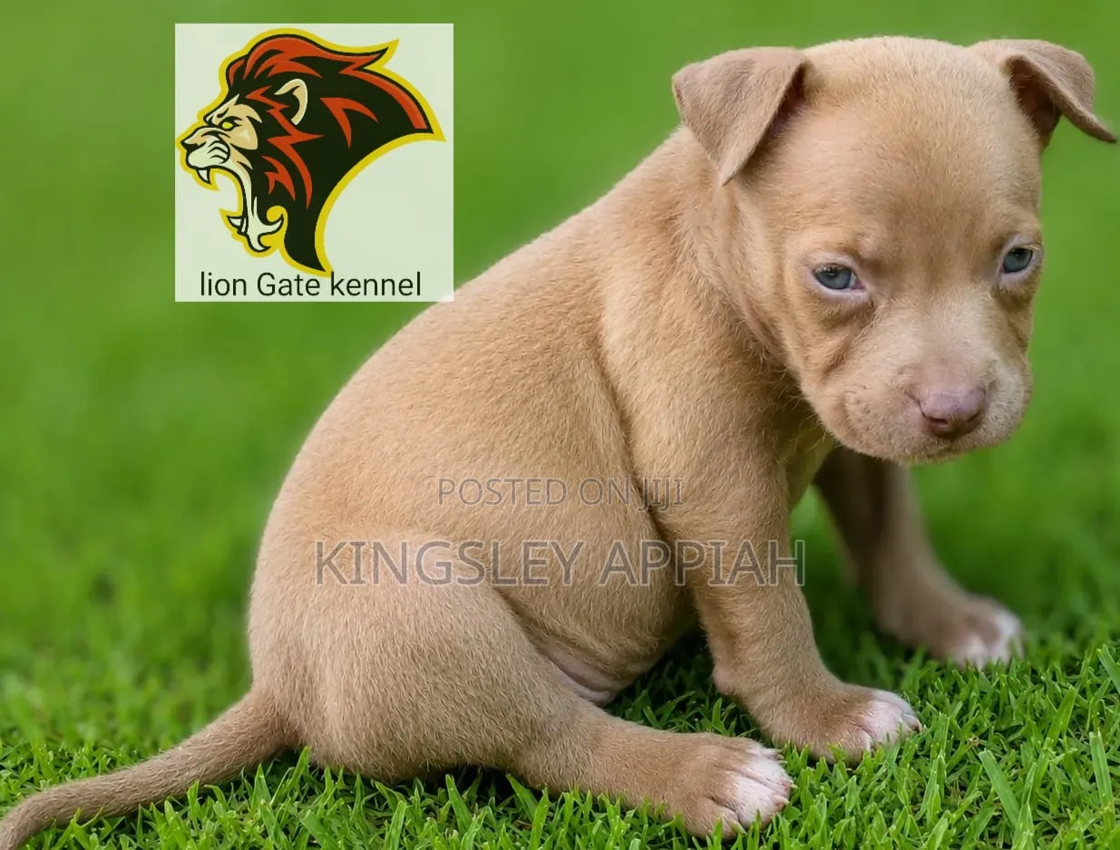 1-3 months Male Purebred American Bully