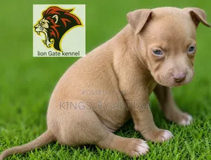 1-3 months Male Purebred American Bully
