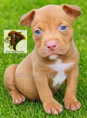 1-3 months Male Purebred American Bully