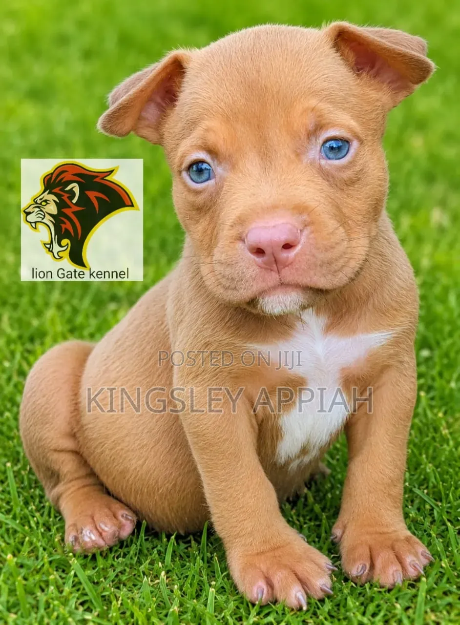 1-3 months Male Purebred American Bully
