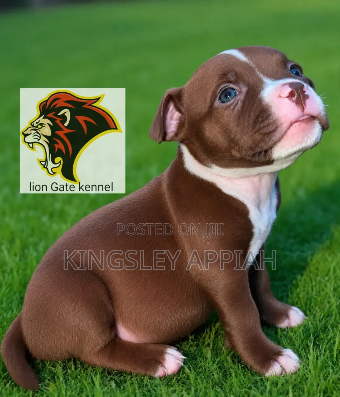 1-3 months Male Purebred American Bully