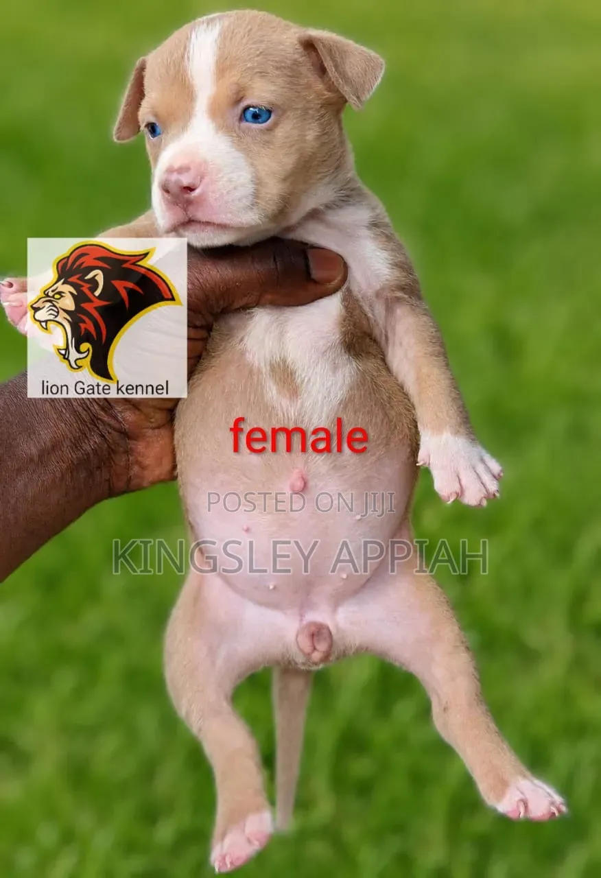 1-3 months Male Purebred American Bully