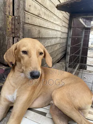 3-6 months Male Mixed Breed German Shepherd