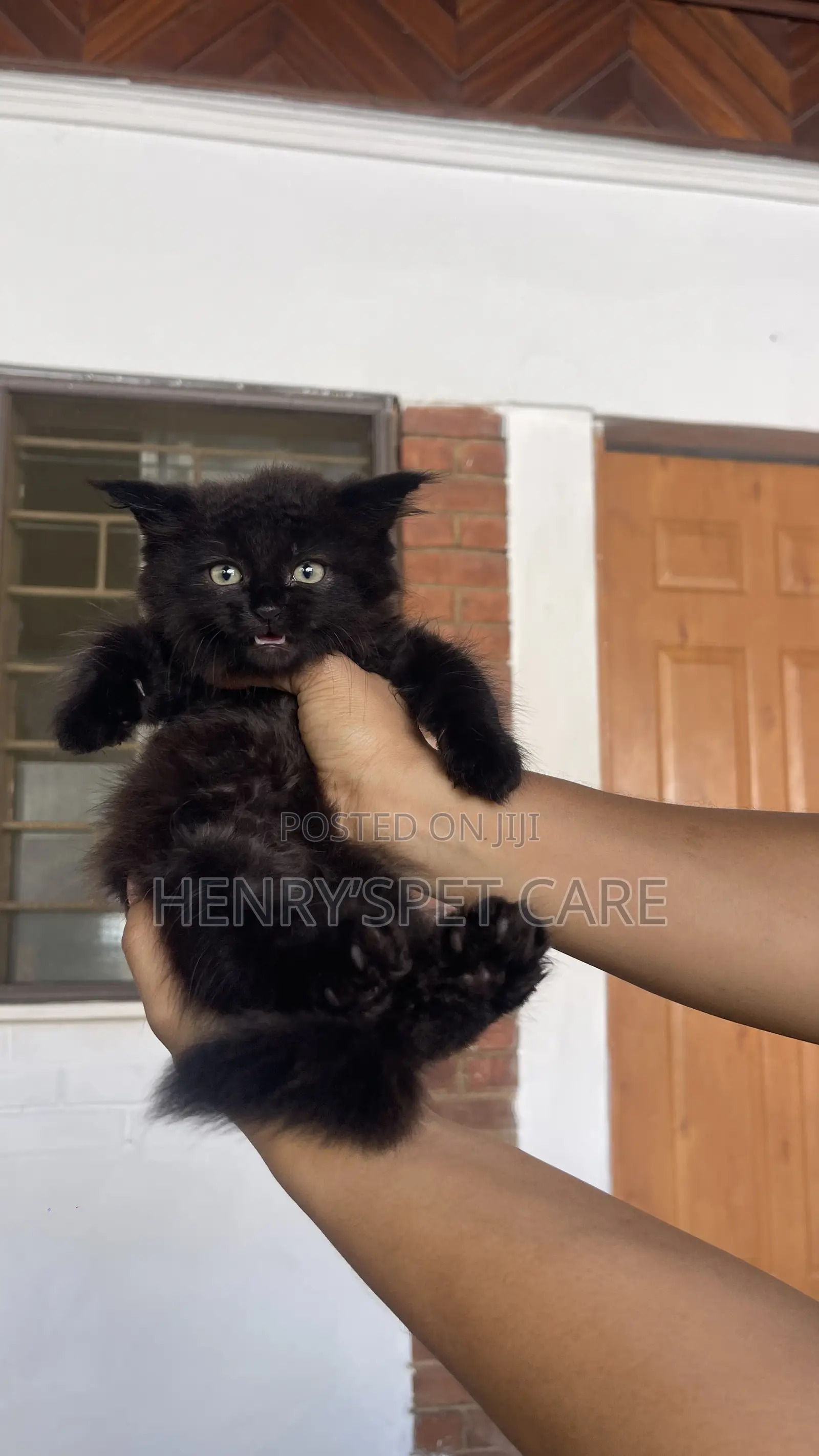 1-3 months Female Purebred Maine Coon