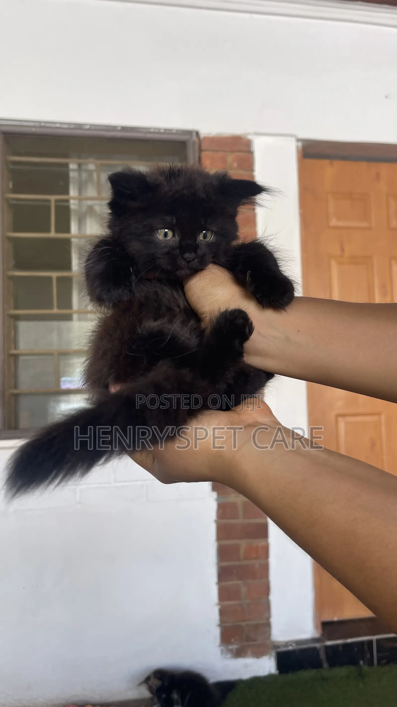 1-3 months Female Purebred Maine Coon