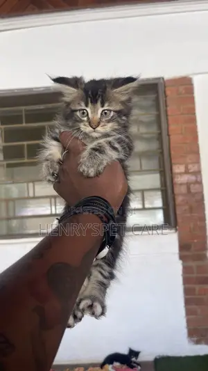 1-3 months Female Purebred Maine Coon