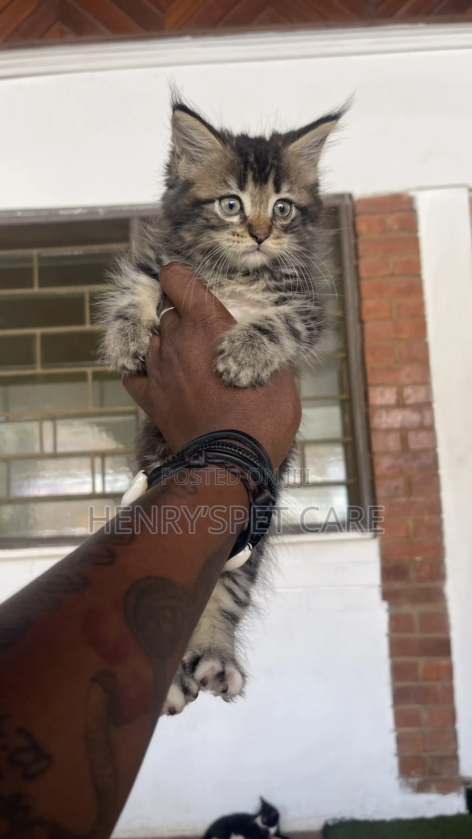 1-3 months Female Purebred Maine Coon