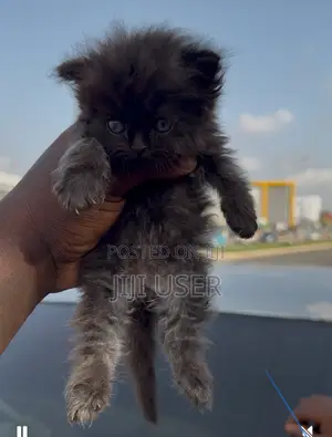1-3 months Male Purebred Persian