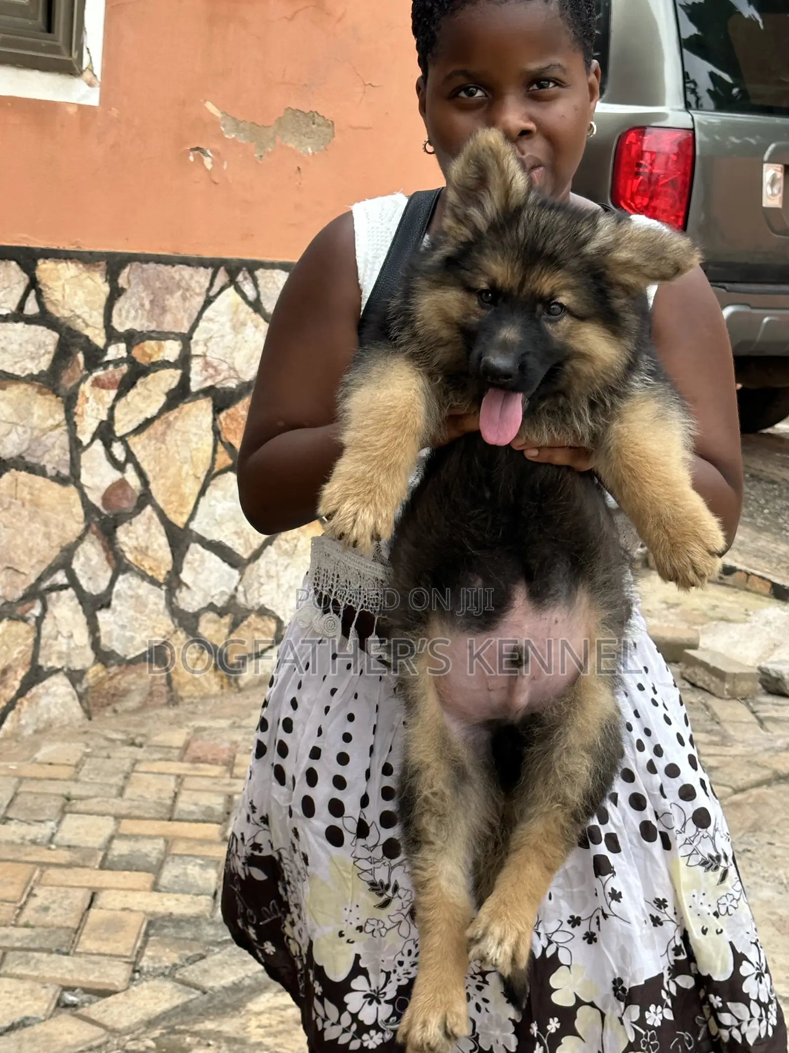 1-3 months Male Purebred German Shepherd