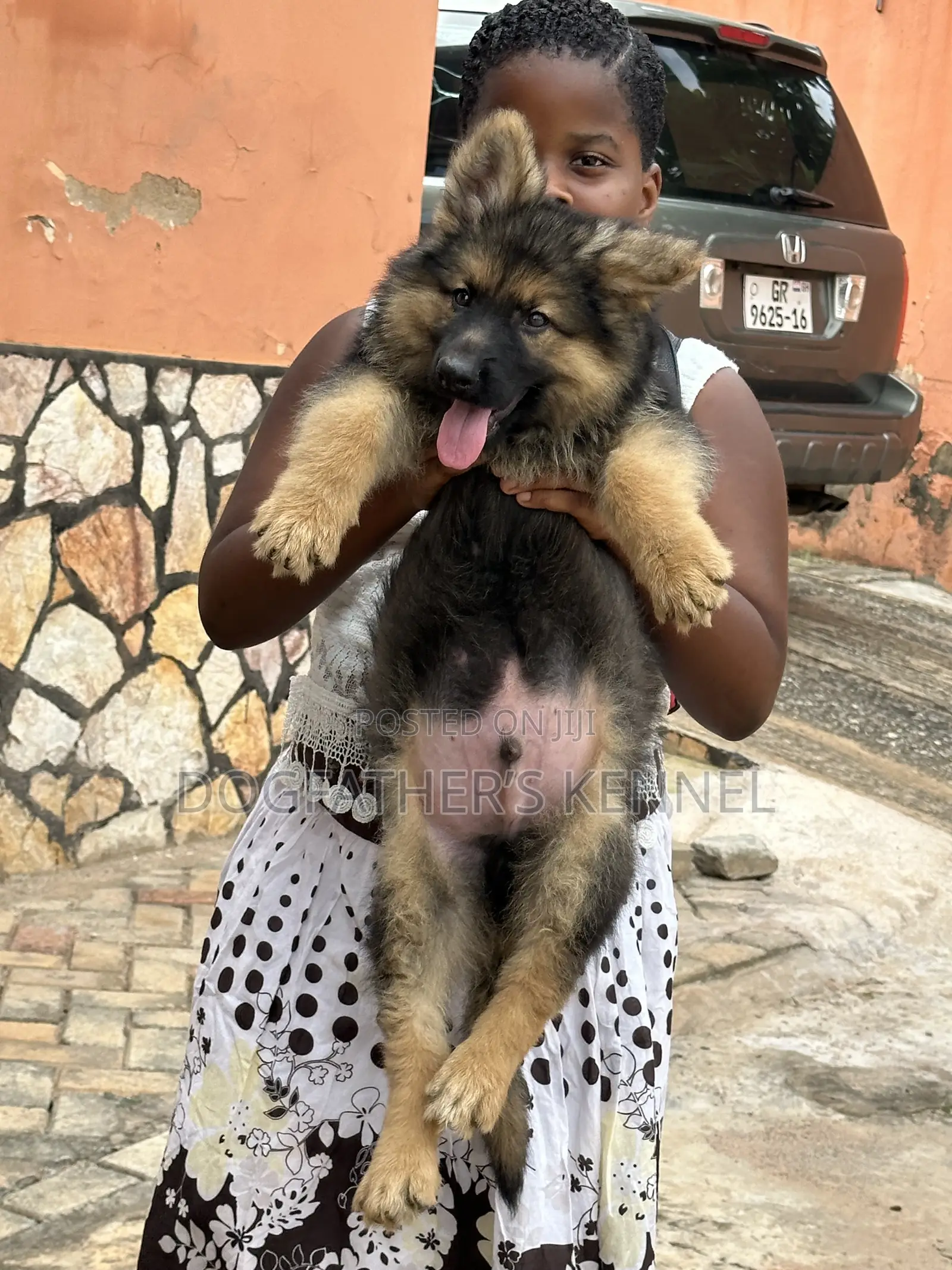 1-3 months Male Purebred German Shepherd