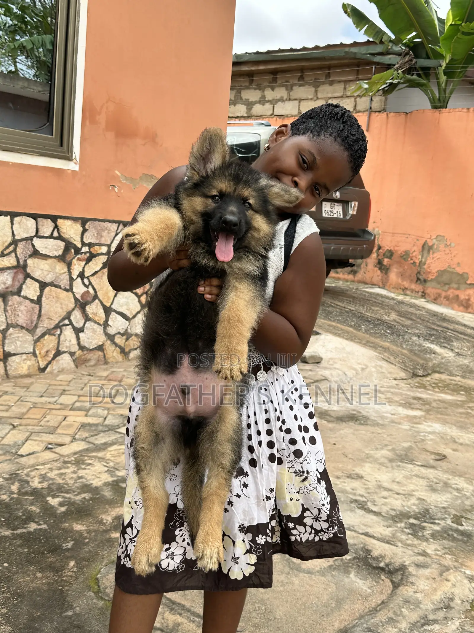1-3 months Male Purebred German Shepherd