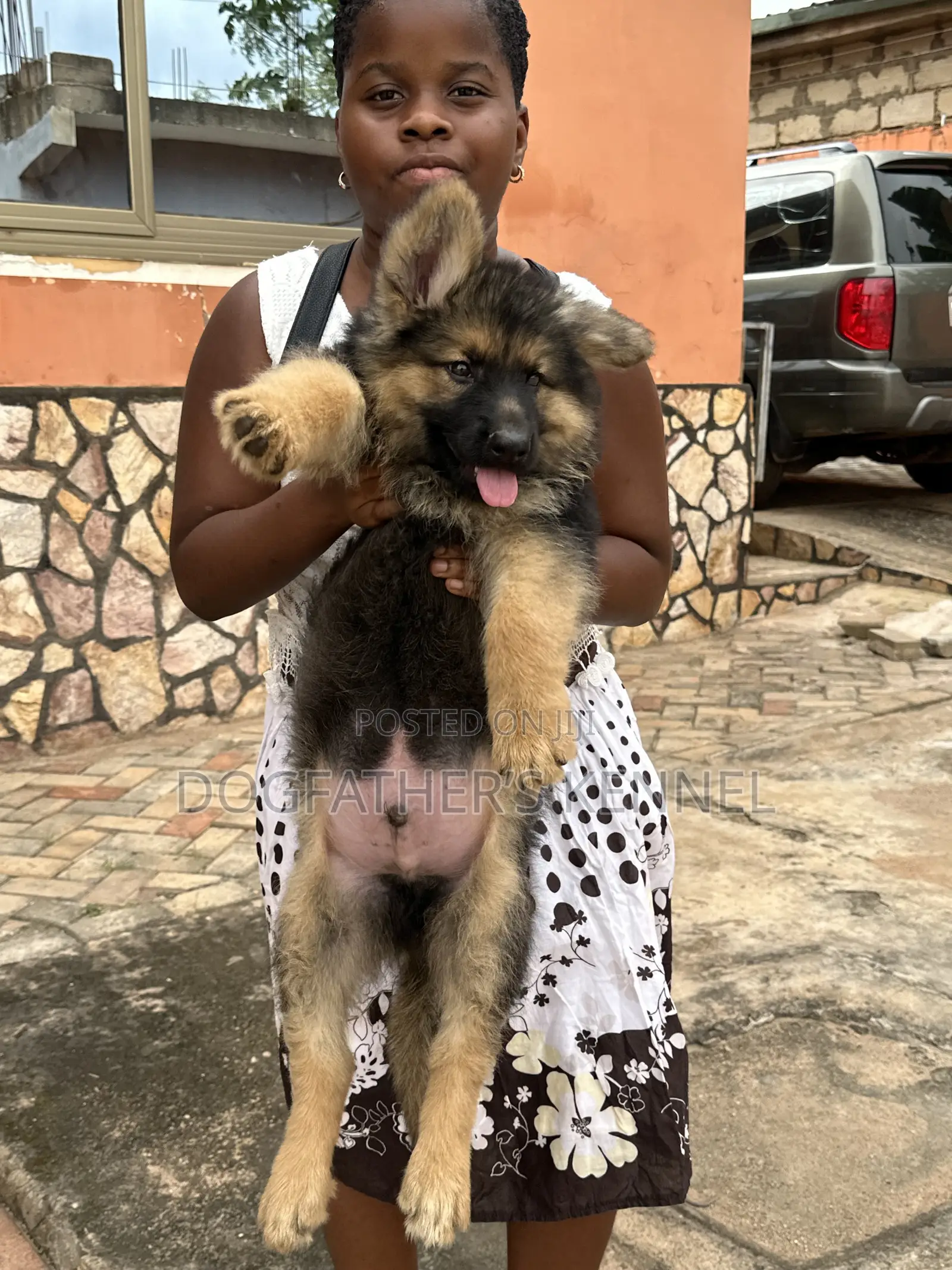 1-3 months Male Purebred German Shepherd
