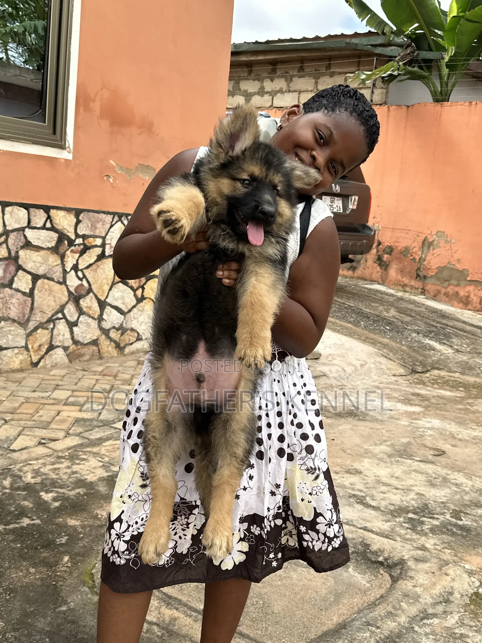 1-3 months Male Purebred German Shepherd