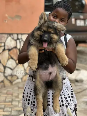 1-3 months Male Purebred German Shepherd
