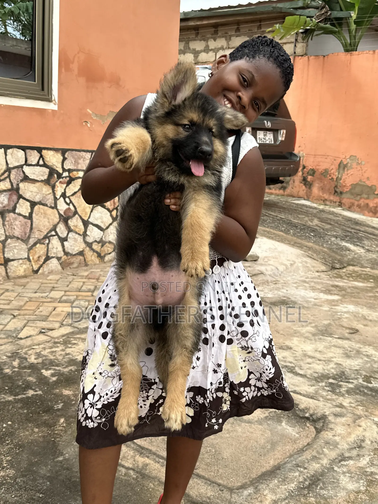 1-3 months Male Purebred German Shepherd