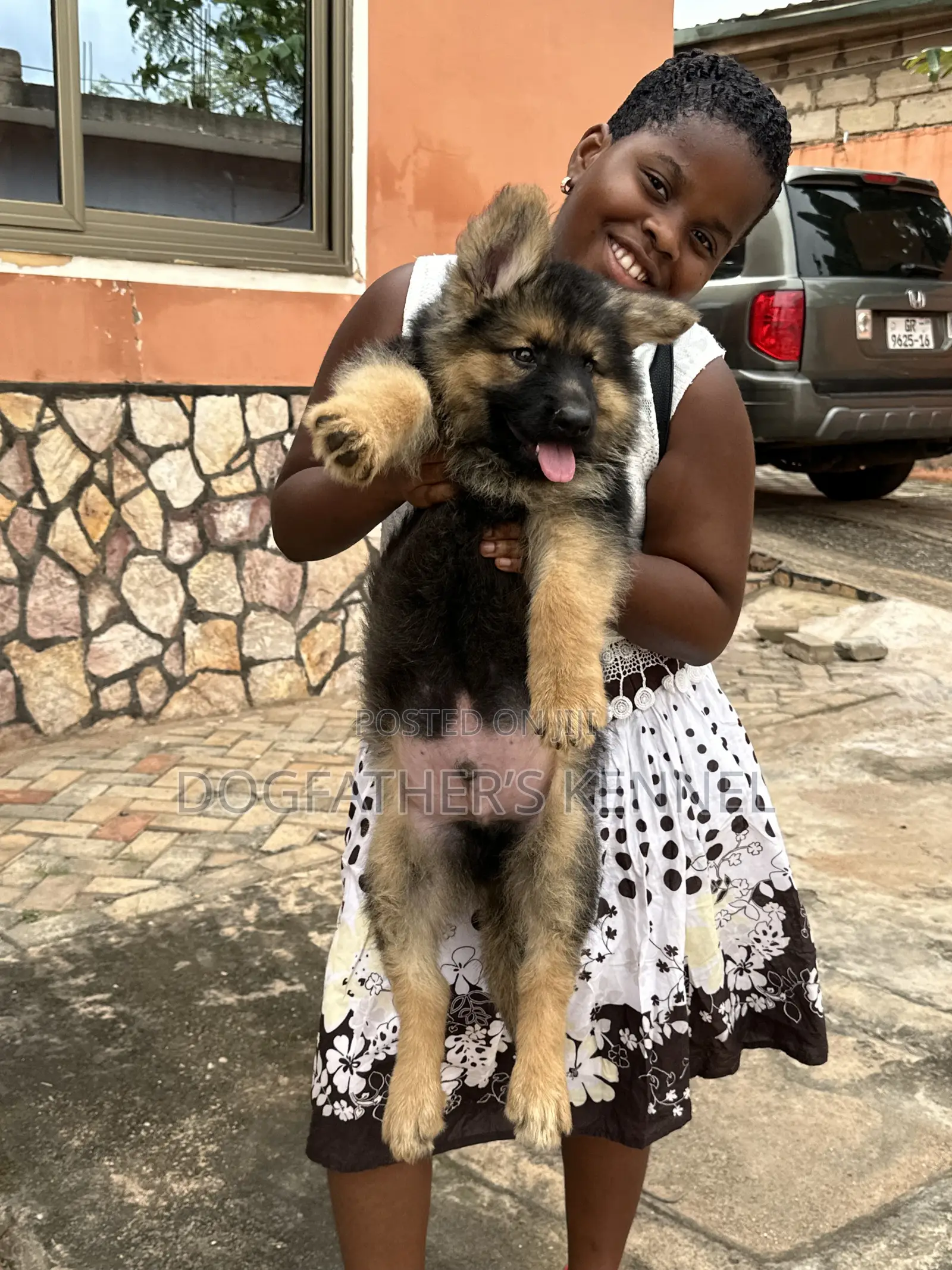 1-3 months Male Purebred German Shepherd