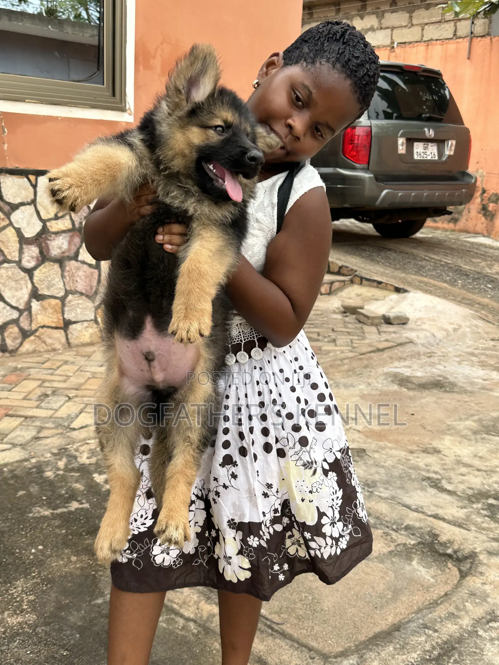 1-3 months Male Purebred German Shepherd