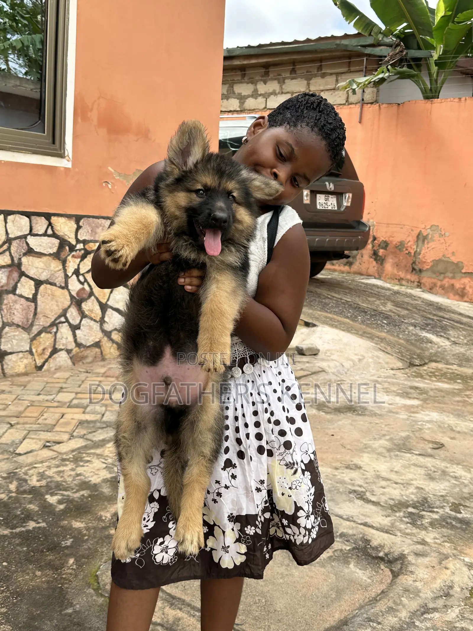 1-3 months Male Purebred German Shepherd