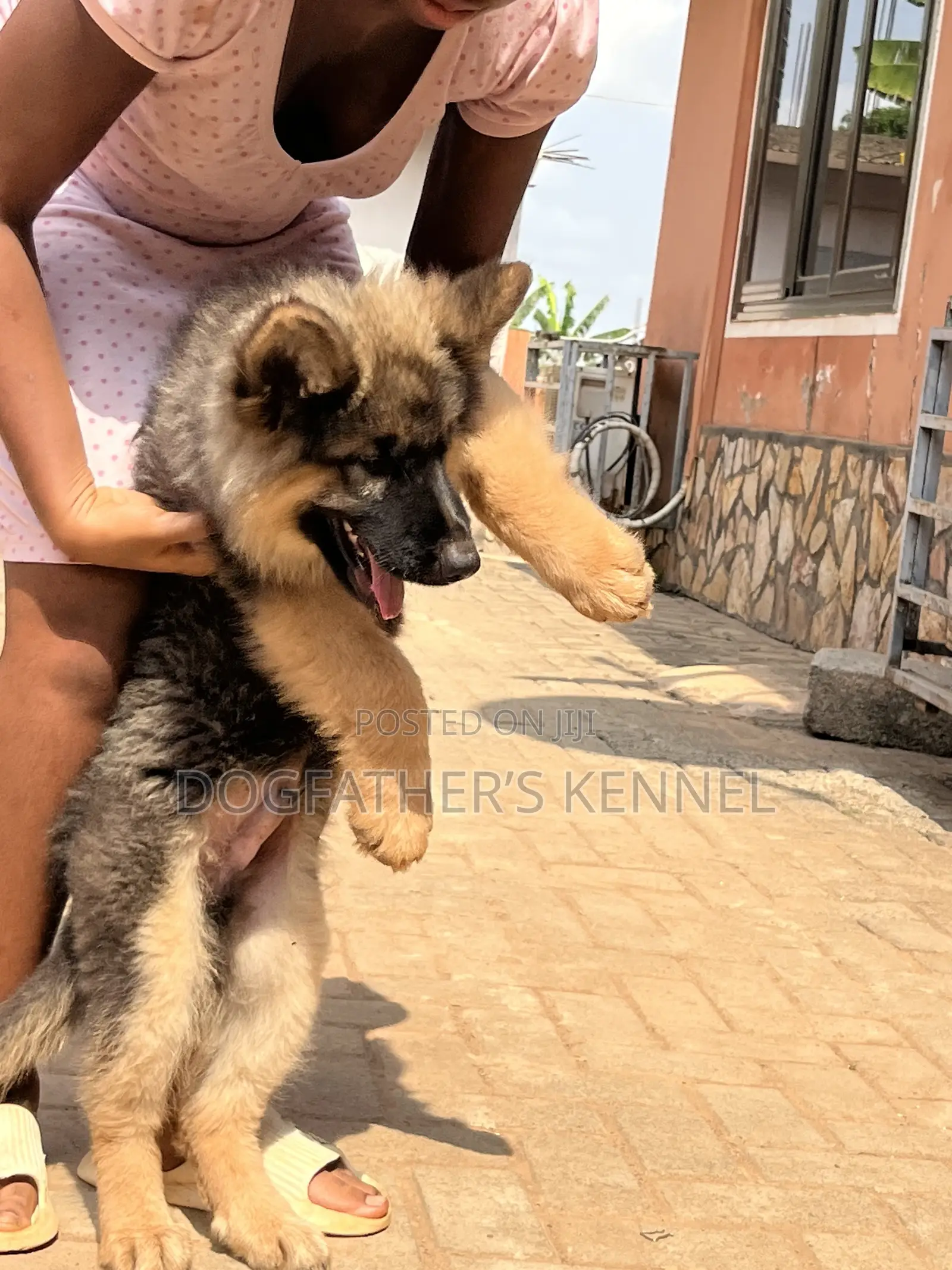 1-3 months Female Purebred German Shepherd