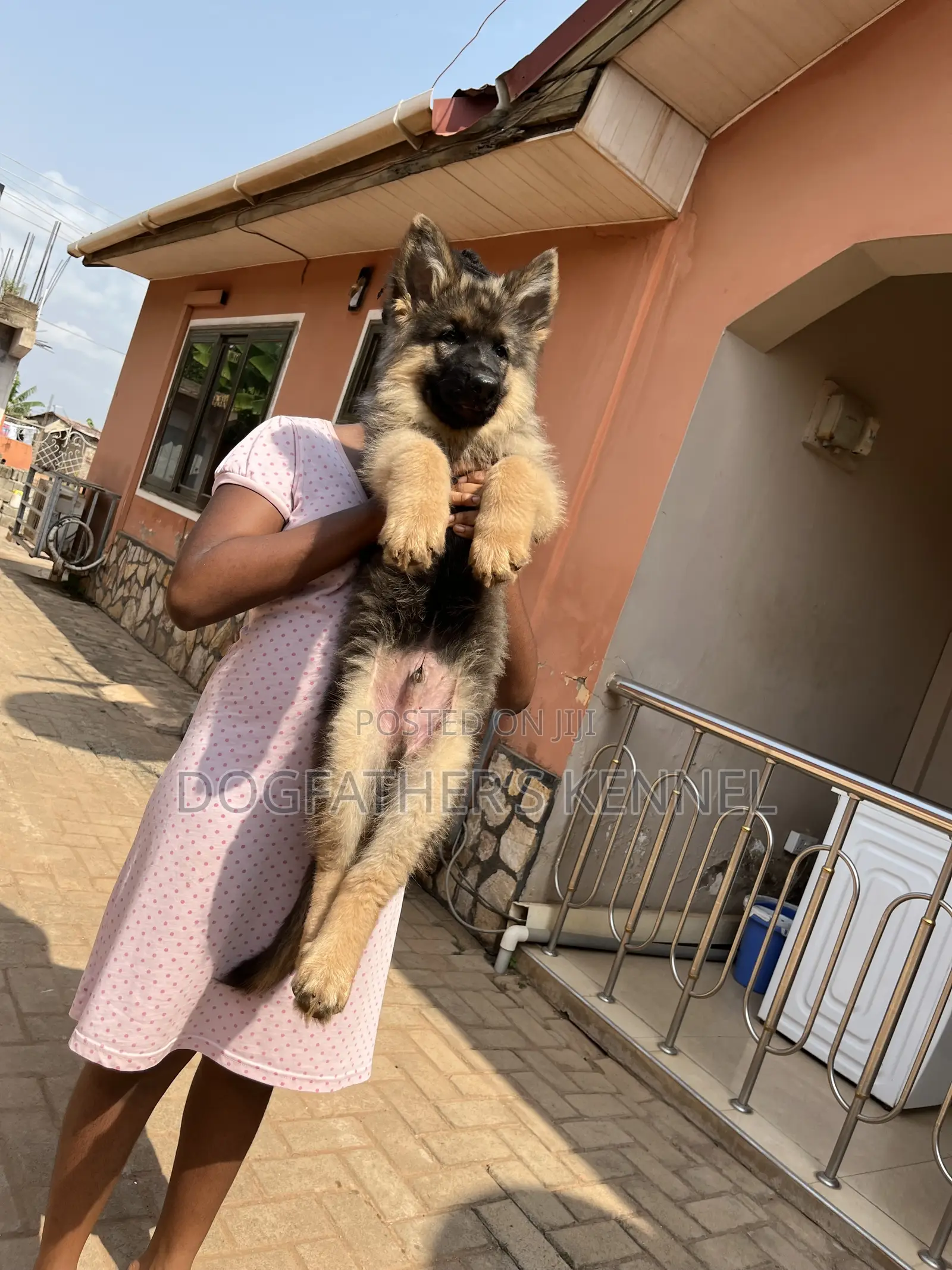 1-3 months Female Purebred German Shepherd