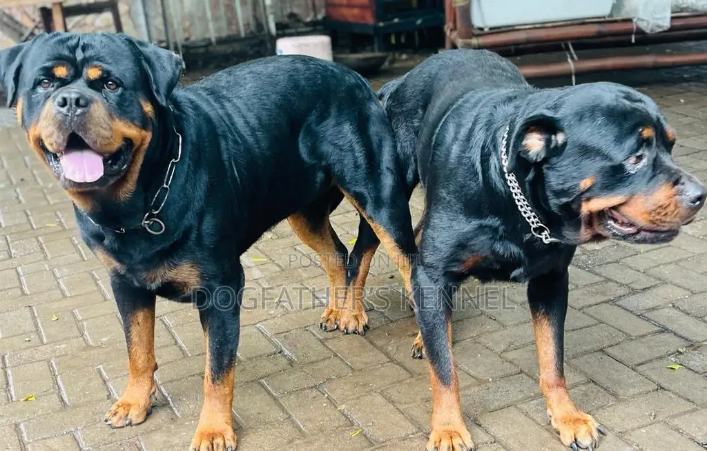 1-3 months Male Purebred Rottweiler