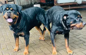 1-3 months Male Purebred Rottweiler