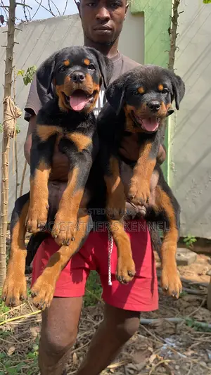 1-3 months Male Purebred Rottweiler