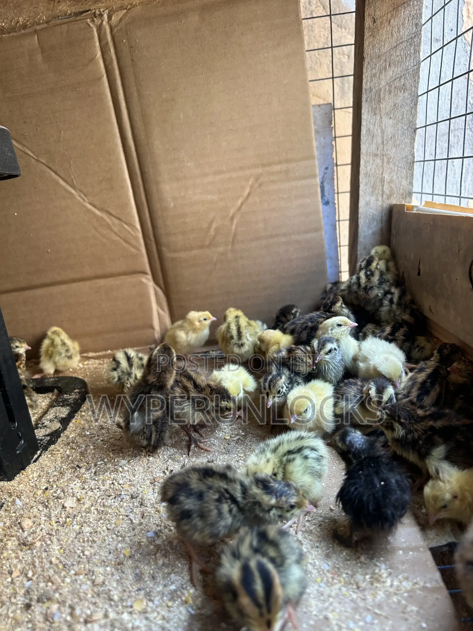 Day Old Quail