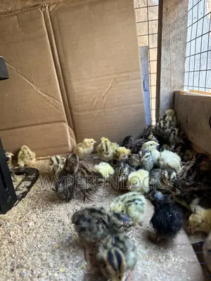 Day Old Quail
