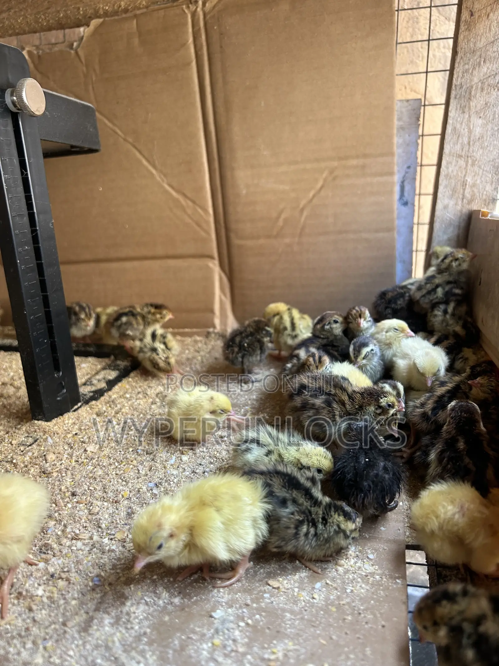 Day Old Quail