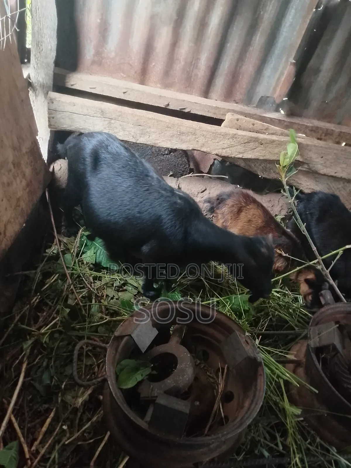 Farm Animals