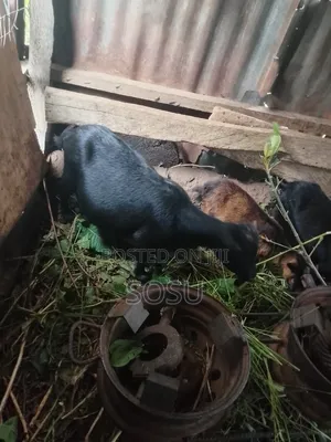 Farm Animals