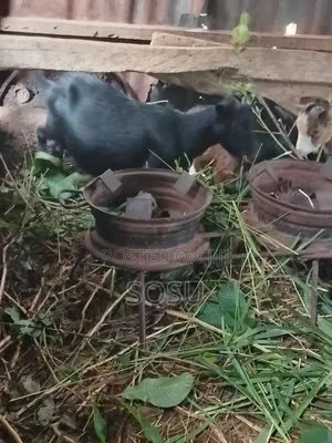 Farm Animals