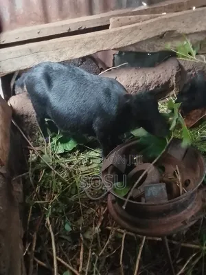 Farm Animals