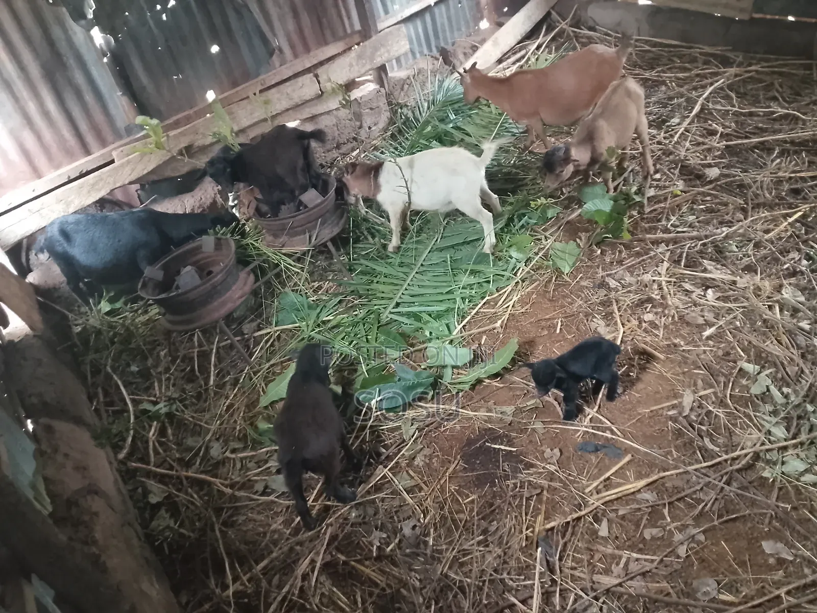 Farm Animals