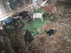 Farm Animals