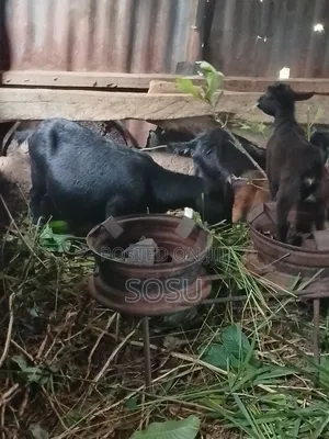 Farm Animals