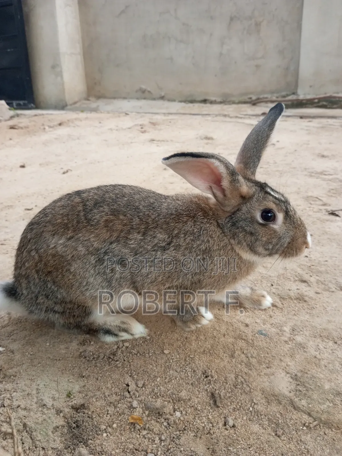 Female and Male Rabbits