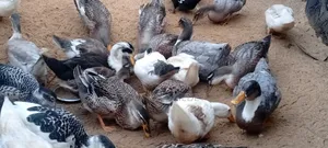 Healthy and Well-Bred Mallard Ducks