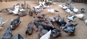 Healthy and Well-Bred Mallard Ducks